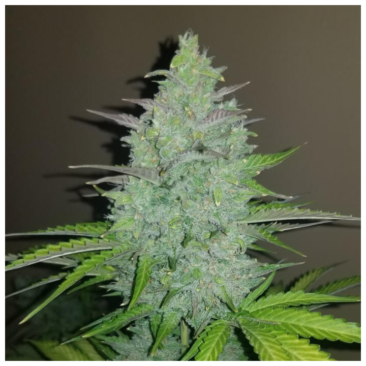 Semillas autoflorecientes Cheese Auto de Fastbuds Seeds