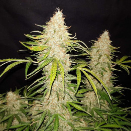 Semillas autoflorecientes Jack Herer Auto de Fastbuds Seeds