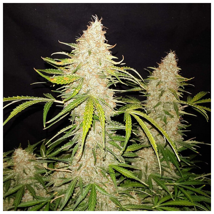 Semillas autoflorecientes Jack Herer Auto de Fastbuds Seeds