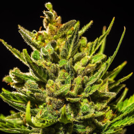 Semillas autoflorecientes White Widow Auto de Fastbuds Seeds