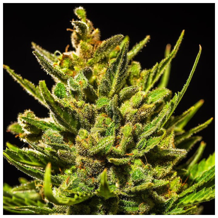 Semillas autoflorecientes White Widow Auto de Fastbuds Seeds