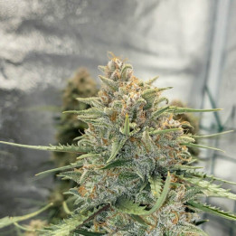 Semillas autoflorecientes Sour Diesel Auto de Fastbuds Seeds