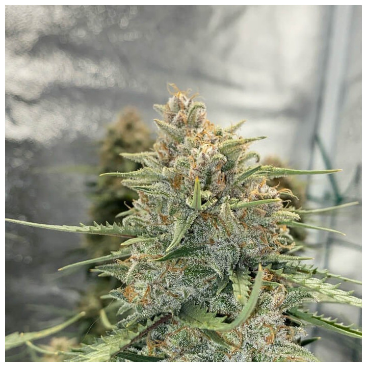 Semillas autoflorecientes Sour Diesel Auto de Fastbuds Seeds