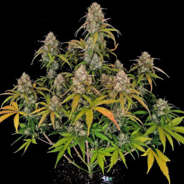 Semillas autoflorecientes Chemdawg Auto de Fastbuds Seeds