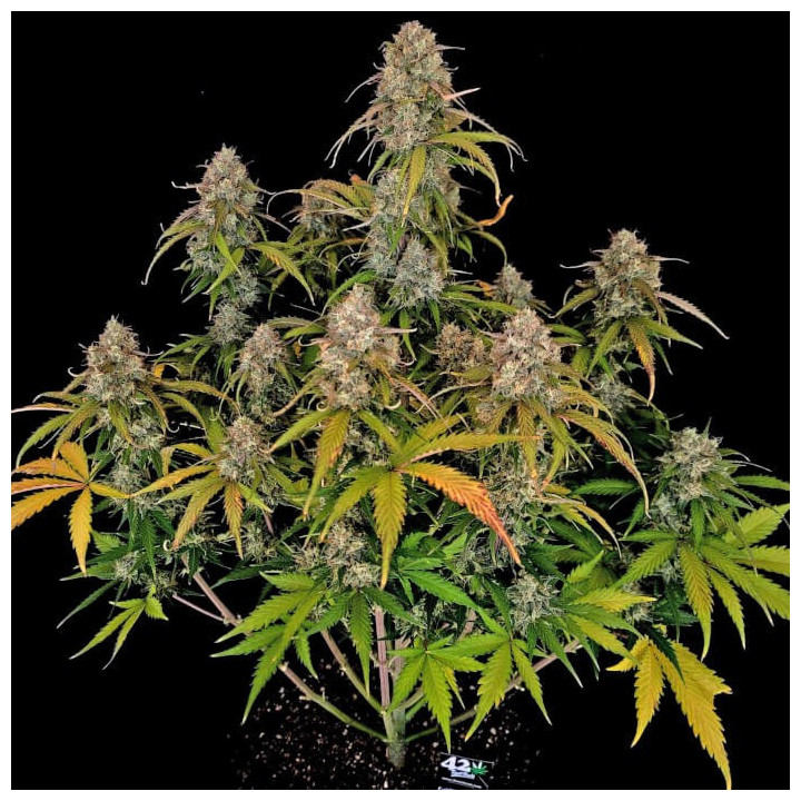 Semillas autoflorecientes Chemdawg Auto de Fastbuds Seeds