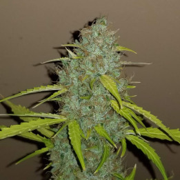 Semillas autoflorecientes Critical Auto de Fastbuds Seeds