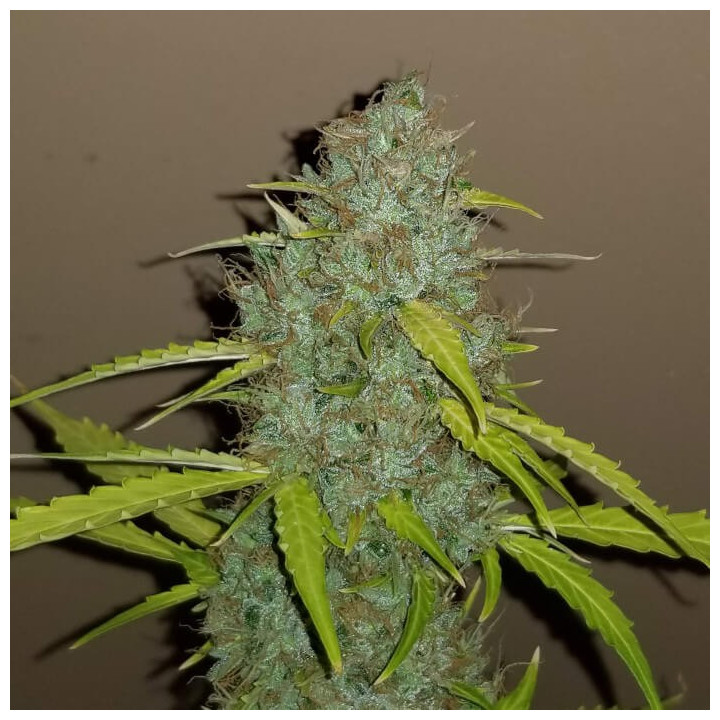 Semillas autoflorecientes Critical Auto de Fastbuds Seeds