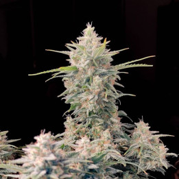 Semillas autoflorecientes Skunk Auto de Fastbuds Seeds