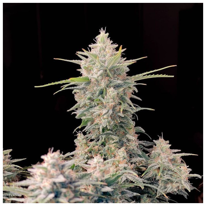 Semillas autoflorecientes Skunk Auto de Fastbuds Seeds