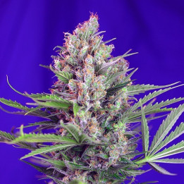 Semillas Cream Mandarine F1 Fast Version de Sweet Seeds