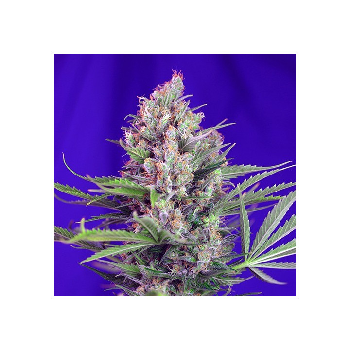 Semillas Cream Mandarine F1 Fast Version de Sweet Seeds