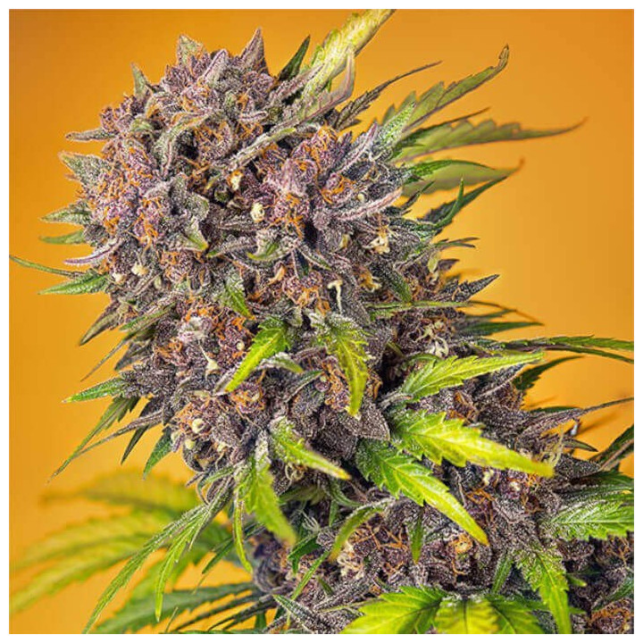 Semillas autoflorecientes Diablo Rojo XL Auto de Sweet Seeds