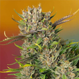 Semillas autoflorecientes Papaya Zoap Auto de Sweet Seeds