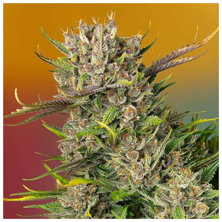 Semillas autoflorecientes Papaya Zoap Auto de Sweet Seeds