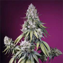 Semillas autoflorecientes Jealousy Z XL Auto de Sweet Seeds
