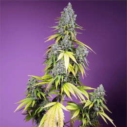 Semillas autoflorecientes Jet Fuel Mandarine XL Auto de Sweet Seeds