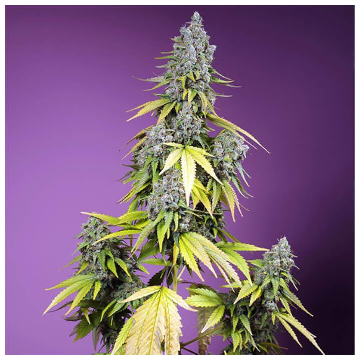Semillas autoflorecientes Jet Fuel Mandarine XL Auto de Sweet Seeds