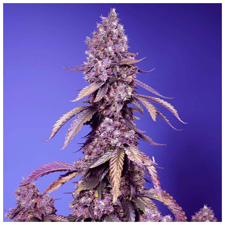 Semillas feminizadas Black Muffin F1 Fast Version de Sweet Seeds