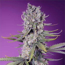 Semillas feminizadas Papaya Zoap F1 Fast Version de Sweet Seeds