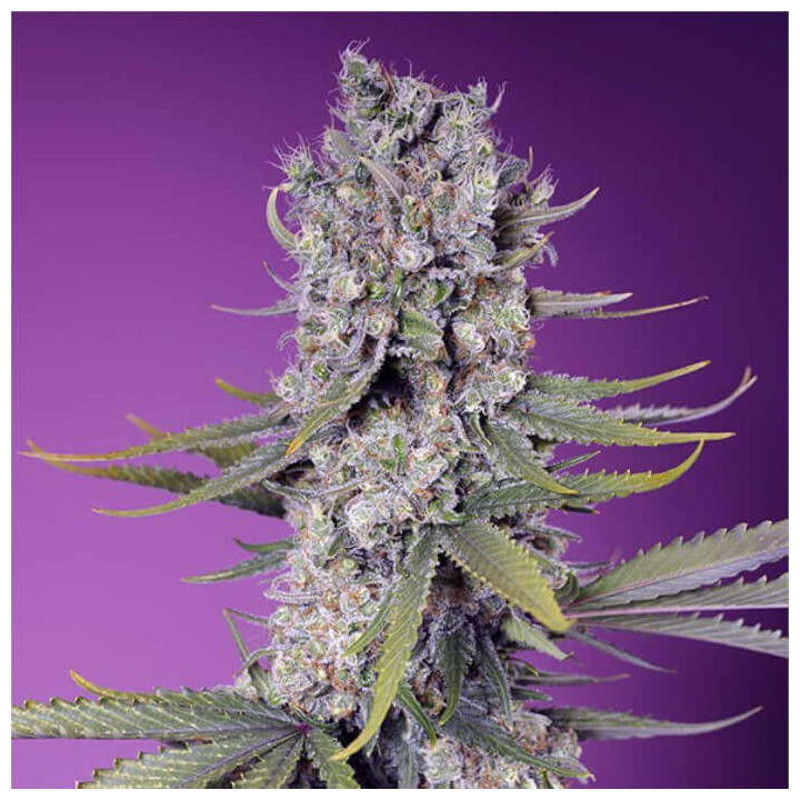 Semillas feminizadas Papaya Zoap F1 Fast Version de Sweet Seeds