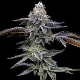 Semillas feminizadas Blue Dream de Barney's Farm
