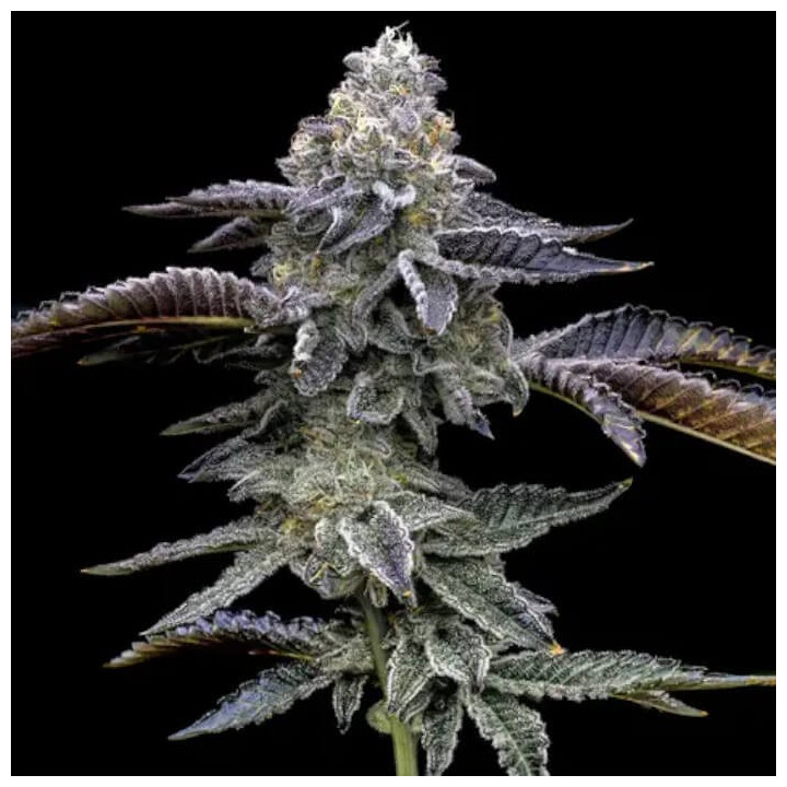Semillas feminizadas Blue Dream de Barney's Farm
