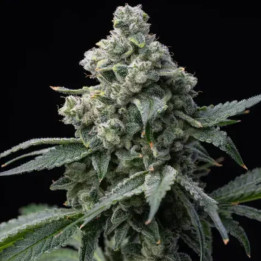 Semillas feminizadas Bruce Banner de Barney's Farm