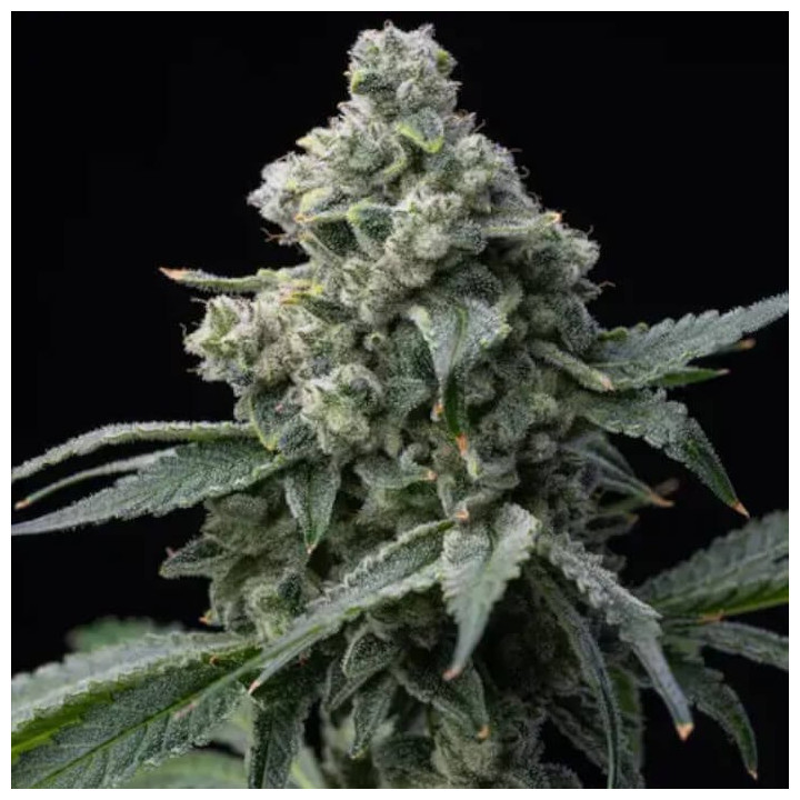 Semillas feminizadas Bruce Banner de Barney's Farm