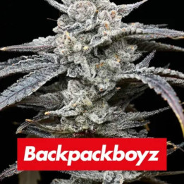 Semillas feminizadas Lemon Cherry Gelato de Barney's Farm x Backpackboyz