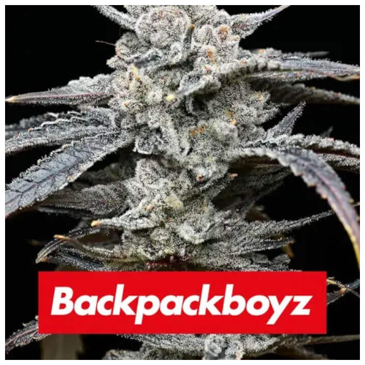 Semillas feminizadas Lemon Cherry Gelato de Barney's Farm x Backpackboyz