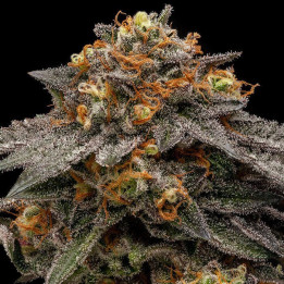 Semillas feminizadas Shimo de Ripper Seeds