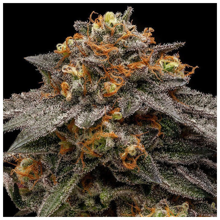 Semillas feminizadas Shimo de Ripper Seeds