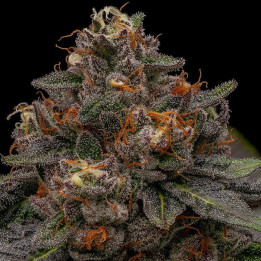 Semillas feminizadas Korenji de Ripper Seeds