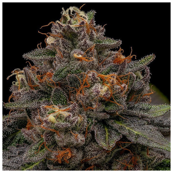 Semillas feminizadas Korenji de Ripper Seeds