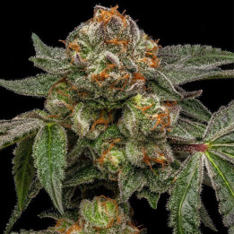 Semillas feminizadas Zake de Ripper Seeds