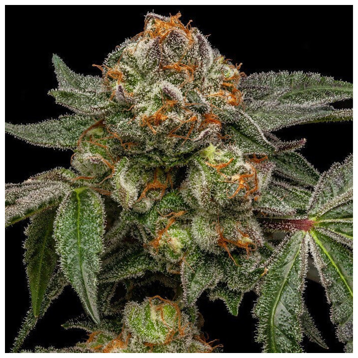 Semillas feminizadas Zake de Ripper Seeds
