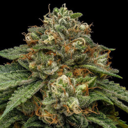 Semillas feminizadas Kroma de Ripper Seeds