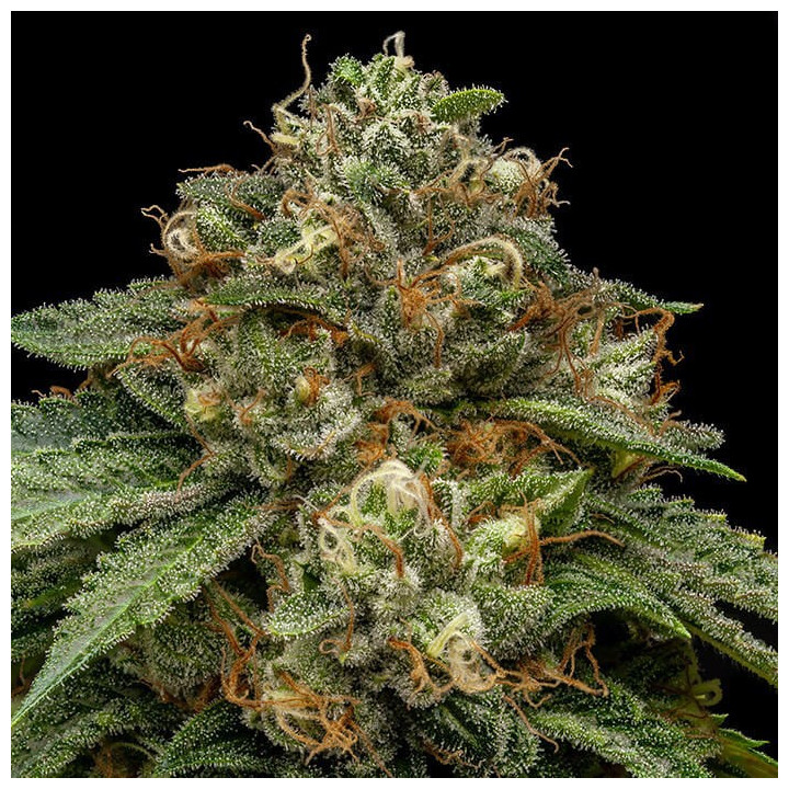 Semillas feminizadas Kroma de Ripper Seeds