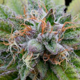 Bubba Kush (Dinafem)