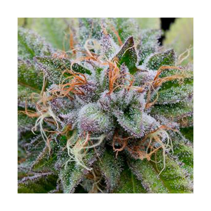 Bubba Kush (Dinafem)