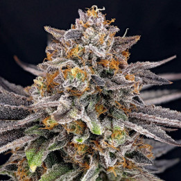 Semillas feminizadas Candygaz de Ripper Seeds