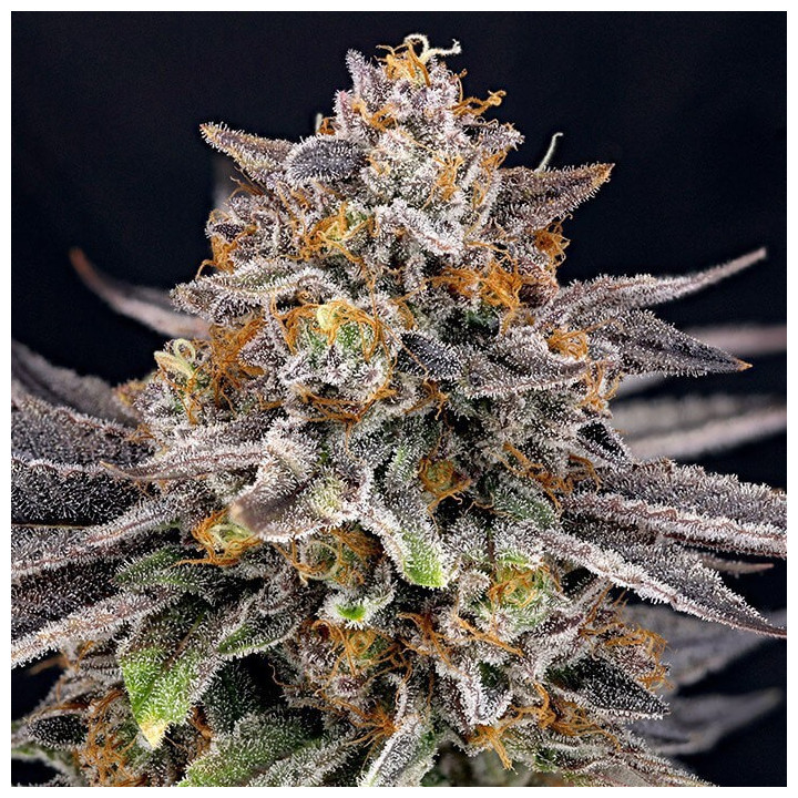Semillas feminizadas Candygaz de Ripper Seeds