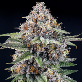 Semillas feminizadas Eyeballz de Ripper Seeds