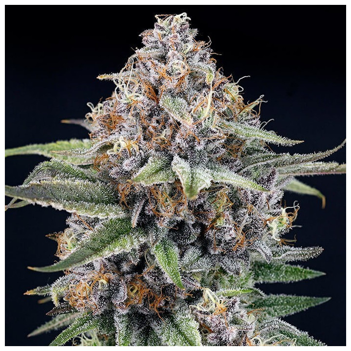 Semillas feminizadas Eyeballz de Ripper Seeds