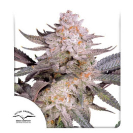 Semillas feminizadas Orange Bud 2.0 de Dutch Passion