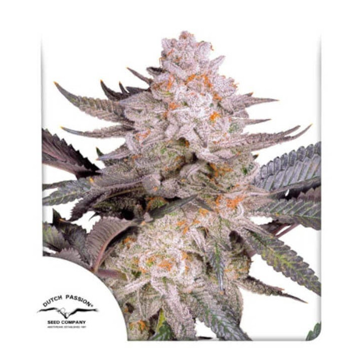 Semillas feminizadas Orange Bud 2.0 de Dutch Passion