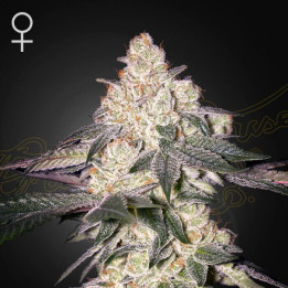 Semillas feminizadas Moweeto de Green House Seeds