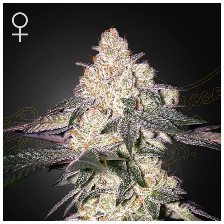 Semillas feminizadas Moweeto de Green House Seeds
