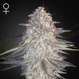 Semillas feminizadas Super Lemon Haze x Pink Candy de Green House Seeds
