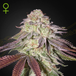 Semillas autoflorecientes Sugarlato Auto de Green House Seeds